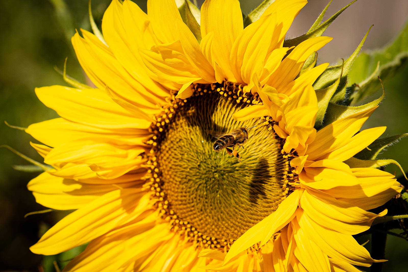 Fleißige Biene fliegt Sonnenblume an